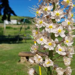 Beaucoup de fleurs à La Cornaline