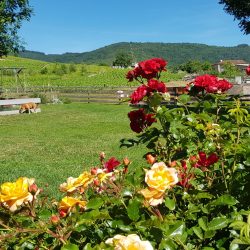 Des fleurs et de l'espace